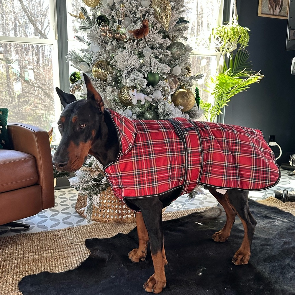 Red Plaid Doberman Pinscher Coat